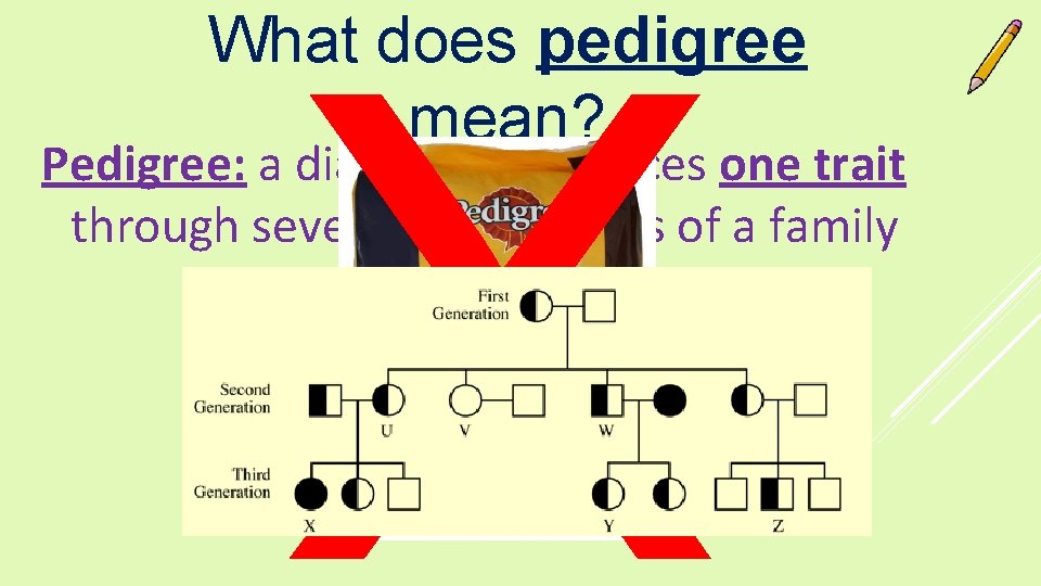 X What does pedigree mean? Pedigree: a diagram that traces one trait through several