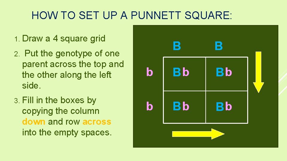 HOW TO SET UP A PUNNETT SQUARE: 1. Draw 2. a 4 square grid