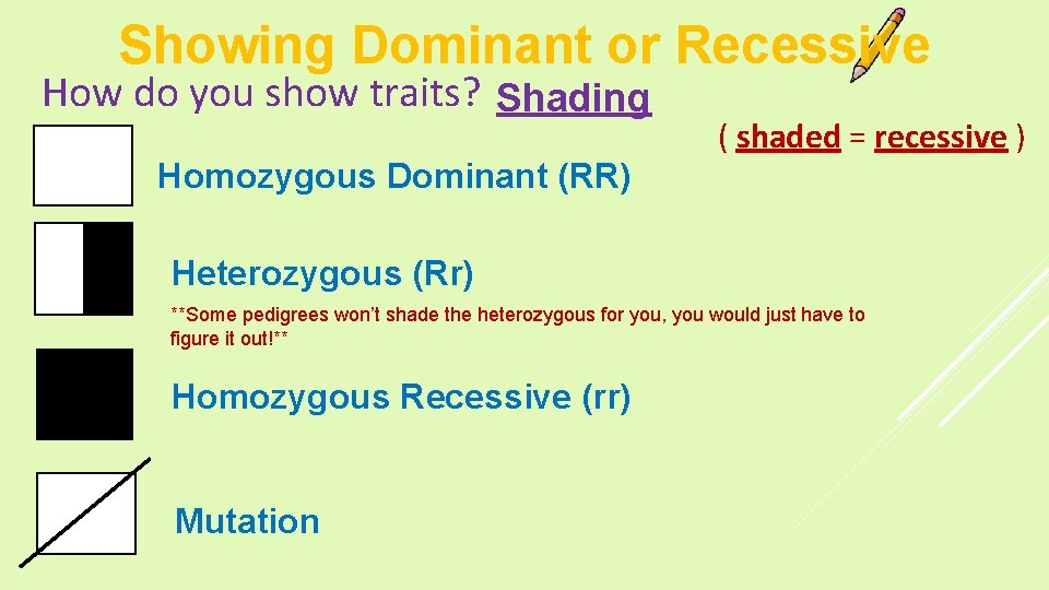 Showing Dominant or Recessive How do you show traits? Shading Homozygous Dominant (RR) (