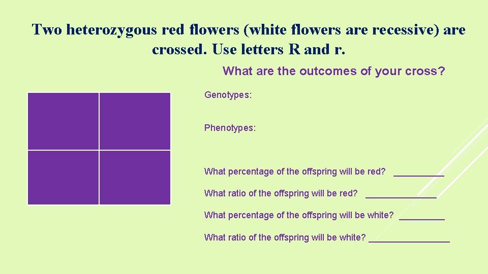 Two heterozygous red flowers (white flowers are recessive) are crossed. Use letters R and