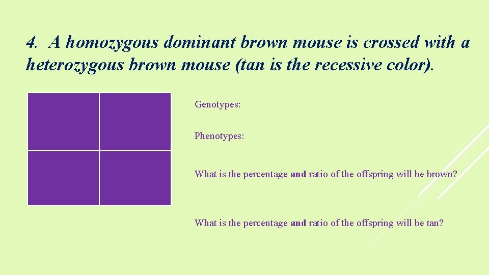 4. A homozygous dominant brown mouse is crossed with a heterozygous brown mouse (tan