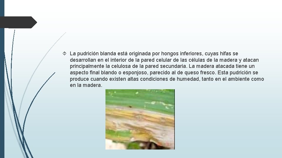  La pudrición blanda está originada por hongos inferiores, cuyas hifas se desarrollan en