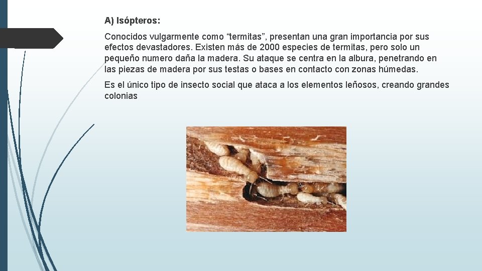 A) Isópteros: Conocidos vulgarmente como “termitas”, presentan una gran importancia por sus efectos devastadores.