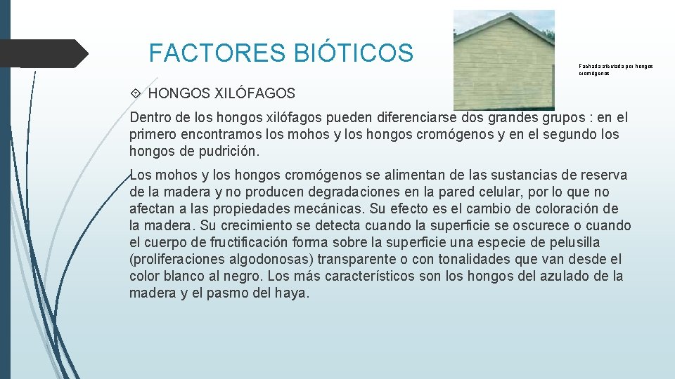 FACTORES BIÓTICOS Fachada afectada por hongos cromógenos HONGOS XILÓFAGOS Dentro de los hongos xilófagos