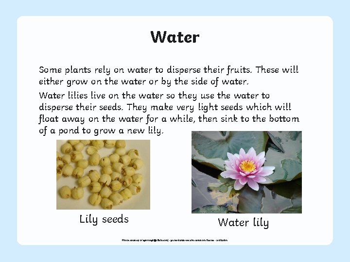 Water Some plants rely on water to disperse their fruits. These will either grow