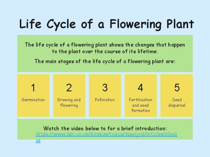 Life Cycle of a Flowering Plant The life cycle of a flowering plant shows