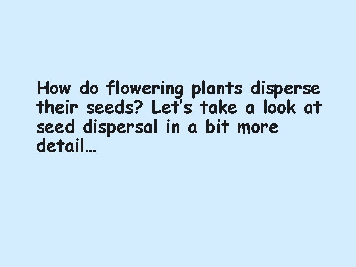How do flowering plants disperse their seeds? Let’s take a look at seed dispersal