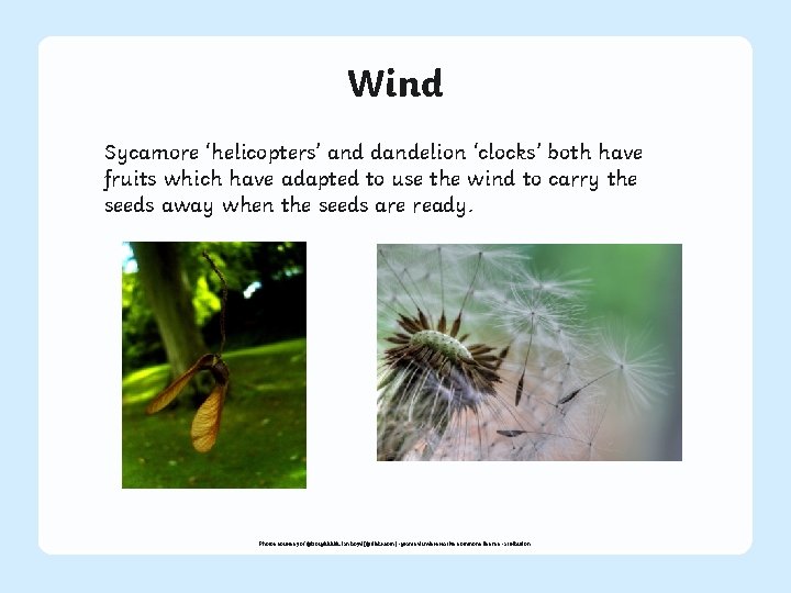 Wind Sycamore ‘helicopters’ and dandelion ‘clocks’ both have fruits which have adapted to use
