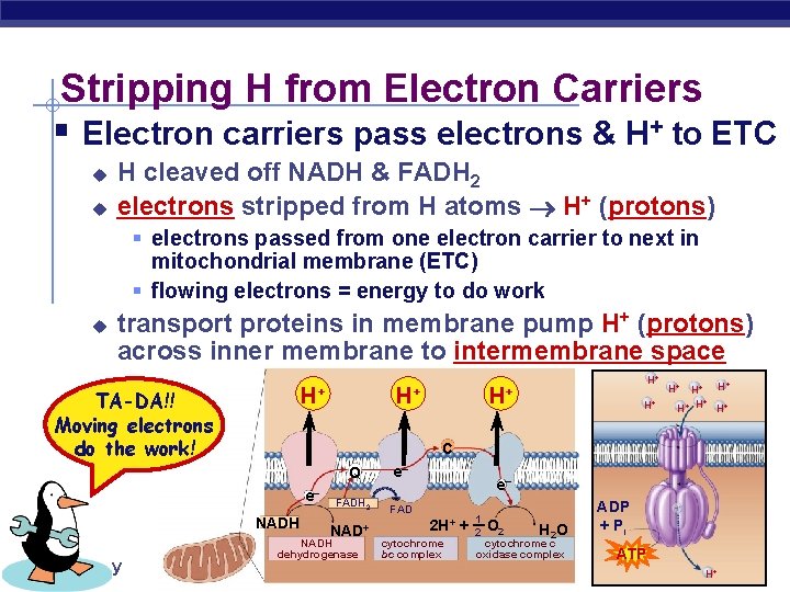 Stripping H from Electron Carriers § Electron carriers pass electrons & H+ to ETC