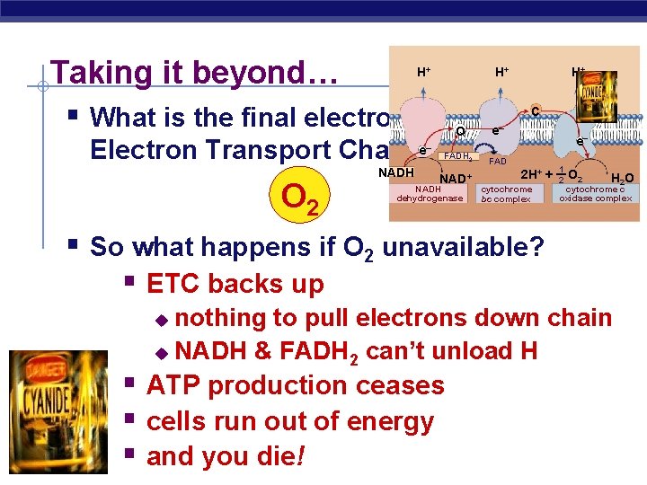 Taking it beyond… § What is the final electron acceptor in H+ H+ H+