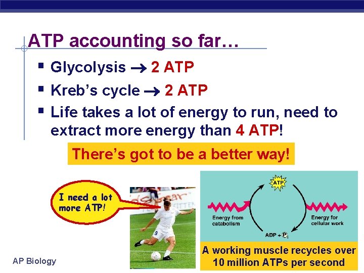 ATP accounting so far… § Glycolysis 2 ATP § Kreb’s cycle 2 ATP §