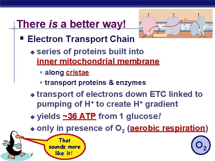 There is a better way! § Electron Transport Chain u series of proteins built