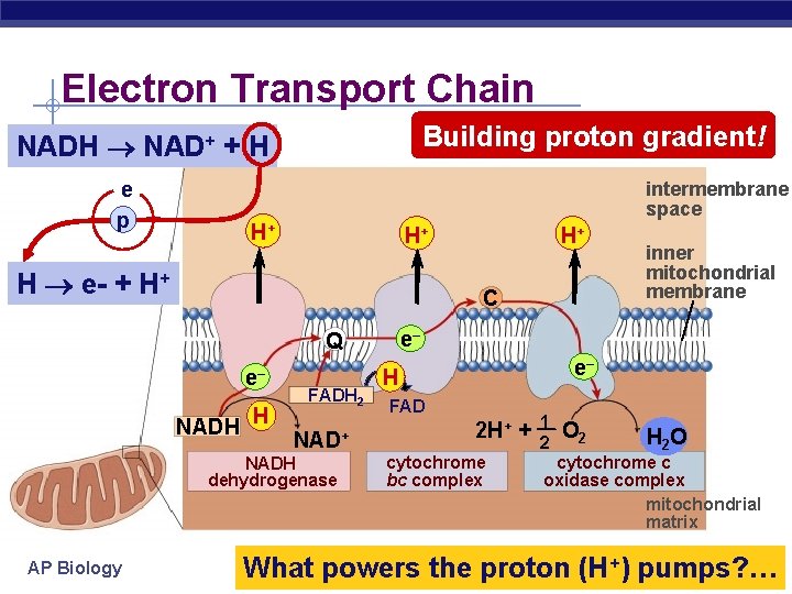 Electron Transport Chain Building proton gradient! NADH NAD+ + H e p intermembrane space