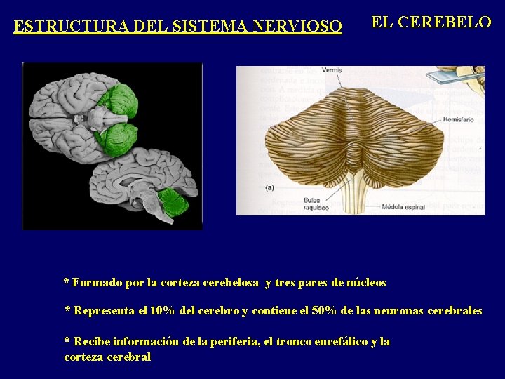 ESTRUCTURA DEL SISTEMA NERVIOSO EL CEREBELO * Formado por la corteza cerebelosa y tres ESTRUCTURA DEL SISTEMA NERVIOSO EL CEREBELO * Formado por la corteza cerebelosa y tres