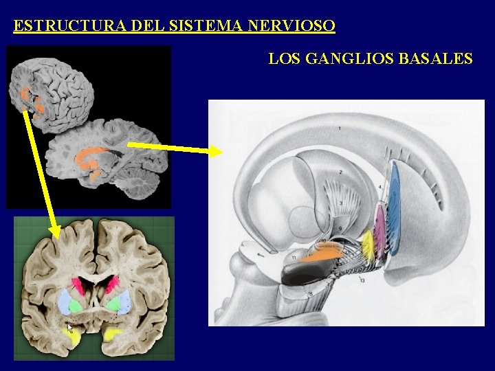 ESTRUCTURA DEL SISTEMA NERVIOSO LOS GANGLIOS BASALES ESTRUCTURA DEL SISTEMA NERVIOSO LOS GANGLIOS BASALES