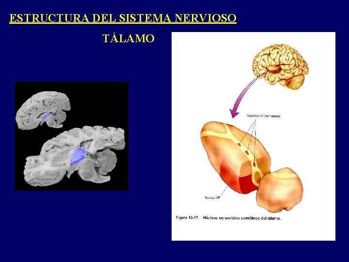 ESTRUCTURA DEL SISTEMA NERVIOSO TÁLAMO ESTRUCTURA DEL SISTEMA NERVIOSO TÁLAMO