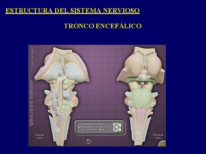 ESTRUCTURA DEL SISTEMA NERVIOSO TRONCO ENCEFÁLICO ESTRUCTURA DEL SISTEMA NERVIOSO TRONCO ENCEFÁLICO