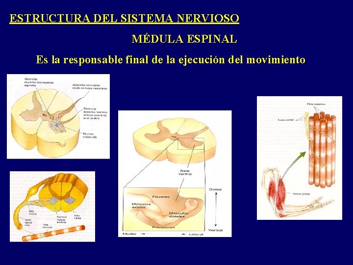 ESTRUCTURA DEL SISTEMA NERVIOSO MÉDULA ESPINAL Es la responsable final de la ejecución del ESTRUCTURA DEL SISTEMA NERVIOSO MÉDULA ESPINAL Es la responsable final de la ejecución del