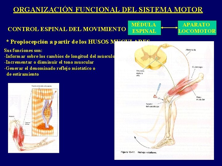 ORGANIZACIÓN FUNCIONAL DEL SISTEMA MOTOR MÉDULA CONTROL ESPINAL DEL MOVIMIENTO ESPINAL * Propiocepción a ORGANIZACIÓN FUNCIONAL DEL SISTEMA MOTOR MÉDULA CONTROL ESPINAL DEL MOVIMIENTO ESPINAL * Propiocepción a
