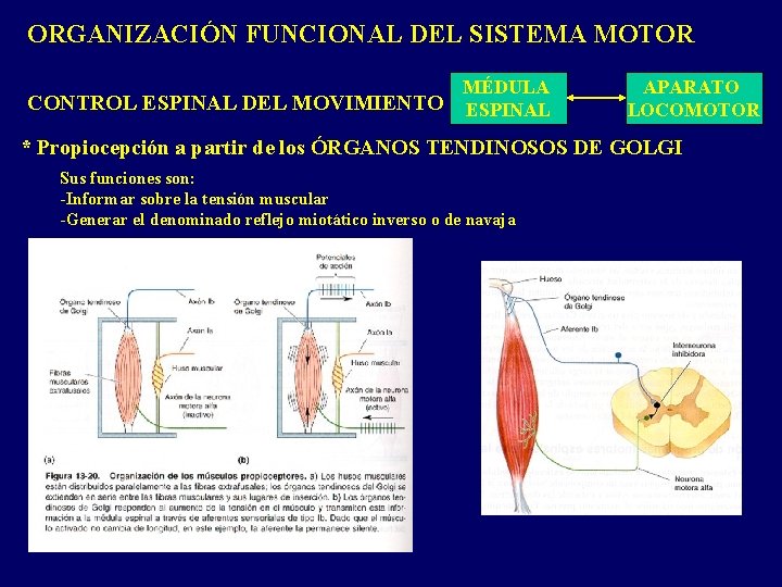 ORGANIZACIÓN FUNCIONAL DEL SISTEMA MOTOR MÉDULA CONTROL ESPINAL DEL MOVIMIENTO ESPINAL APARATO LOCOMOTOR * ORGANIZACIÓN FUNCIONAL DEL SISTEMA MOTOR MÉDULA CONTROL ESPINAL DEL MOVIMIENTO ESPINAL APARATO LOCOMOTOR *