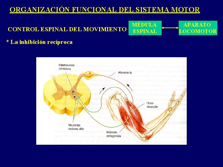 ORGANIZACIÓN FUNCIONAL DEL SISTEMA MOTOR MÉDULA CONTROL ESPINAL DEL MOVIMIENTO ESPINAL * La inhibición ORGANIZACIÓN FUNCIONAL DEL SISTEMA MOTOR MÉDULA CONTROL ESPINAL DEL MOVIMIENTO ESPINAL * La inhibición