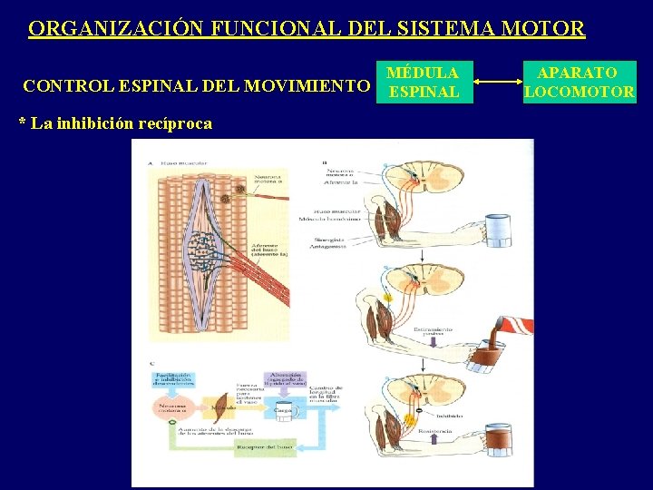 ORGANIZACIÓN FUNCIONAL DEL SISTEMA MOTOR MÉDULA CONTROL ESPINAL DEL MOVIMIENTO ESPINAL * La inhibición ORGANIZACIÓN FUNCIONAL DEL SISTEMA MOTOR MÉDULA CONTROL ESPINAL DEL MOVIMIENTO ESPINAL * La inhibición