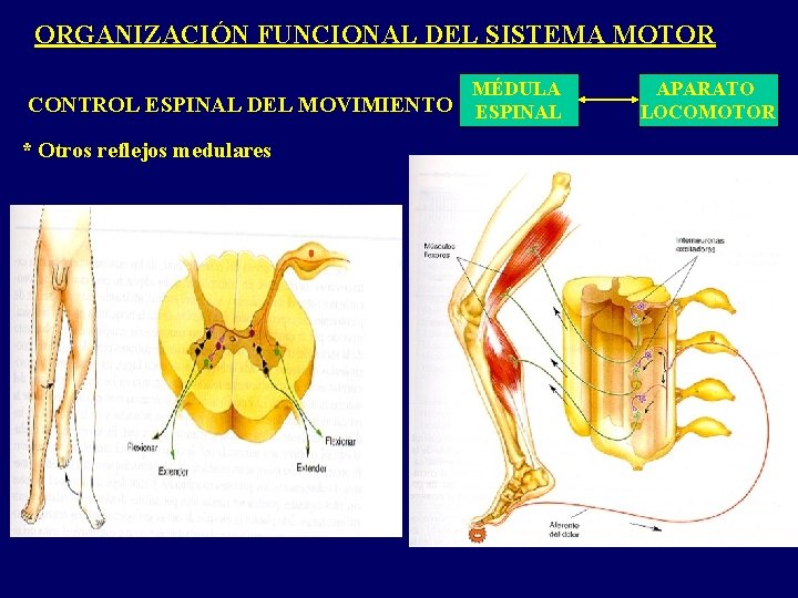 ORGANIZACIÓN FUNCIONAL DEL SISTEMA MOTOR MÉDULA CONTROL ESPINAL DEL MOVIMIENTO ESPINAL * Otros reflejos ORGANIZACIÓN FUNCIONAL DEL SISTEMA MOTOR MÉDULA CONTROL ESPINAL DEL MOVIMIENTO ESPINAL * Otros reflejos
