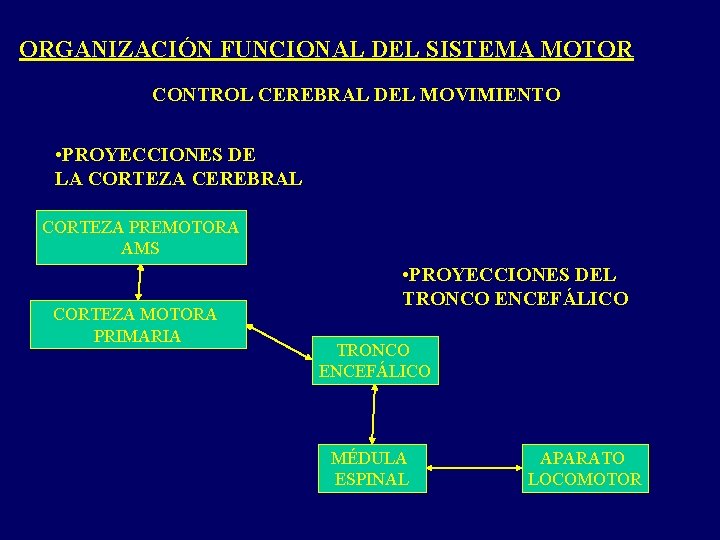 ORGANIZACIÓN FUNCIONAL DEL SISTEMA MOTOR CONTROL CEREBRAL DEL MOVIMIENTO • PROYECCIONES DE LA CORTEZA ORGANIZACIÓN FUNCIONAL DEL SISTEMA MOTOR CONTROL CEREBRAL DEL MOVIMIENTO • PROYECCIONES DE LA CORTEZA