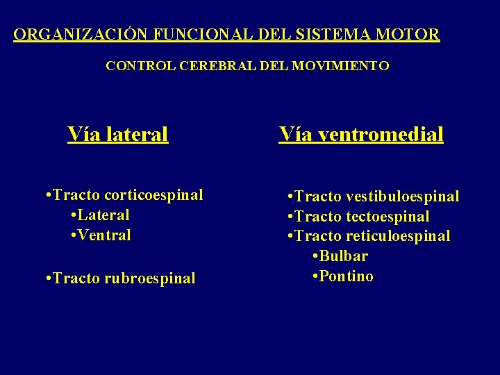 ORGANIZACIÓN FUNCIONAL DEL SISTEMA MOTOR CONTROL CEREBRAL DEL MOVIMIENTO Vía lateral • Tracto corticoespinal ORGANIZACIÓN FUNCIONAL DEL SISTEMA MOTOR CONTROL CEREBRAL DEL MOVIMIENTO Vía lateral • Tracto corticoespinal