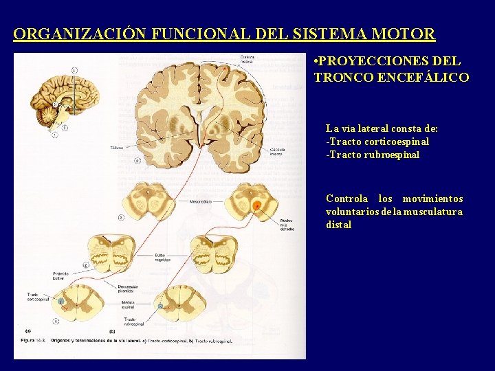 ORGANIZACIÓN FUNCIONAL DEL SISTEMA MOTOR • PROYECCIONES DEL TRONCO ENCEFÁLICO La vía lateral consta ORGANIZACIÓN FUNCIONAL DEL SISTEMA MOTOR • PROYECCIONES DEL TRONCO ENCEFÁLICO La vía lateral consta