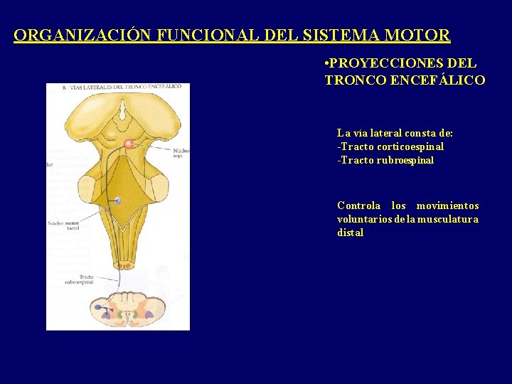 ORGANIZACIÓN FUNCIONAL DEL SISTEMA MOTOR • PROYECCIONES DEL TRONCO ENCEFÁLICO La vía lateral consta ORGANIZACIÓN FUNCIONAL DEL SISTEMA MOTOR • PROYECCIONES DEL TRONCO ENCEFÁLICO La vía lateral consta