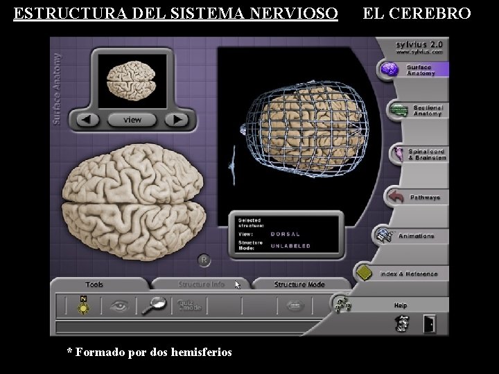 ESTRUCTURA DEL SISTEMA NERVIOSO * Formado por dos hemisferios EL CEREBRO ESTRUCTURA DEL SISTEMA NERVIOSO * Formado por dos hemisferios EL CEREBRO