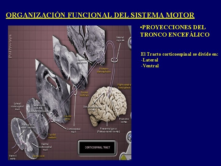 ORGANIZACIÓN FUNCIONAL DEL SISTEMA MOTOR • PROYECCIONES DEL TRONCO ENCEFÁLICO El Tracto corticoespinal se ORGANIZACIÓN FUNCIONAL DEL SISTEMA MOTOR • PROYECCIONES DEL TRONCO ENCEFÁLICO El Tracto corticoespinal se