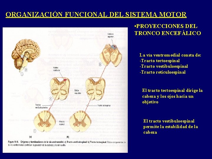 ORGANIZACIÓN FUNCIONAL DEL SISTEMA MOTOR • PROYECCIONES DEL TRONCO ENCEFÁLICO La vía ventromedial consta ORGANIZACIÓN FUNCIONAL DEL SISTEMA MOTOR • PROYECCIONES DEL TRONCO ENCEFÁLICO La vía ventromedial consta
