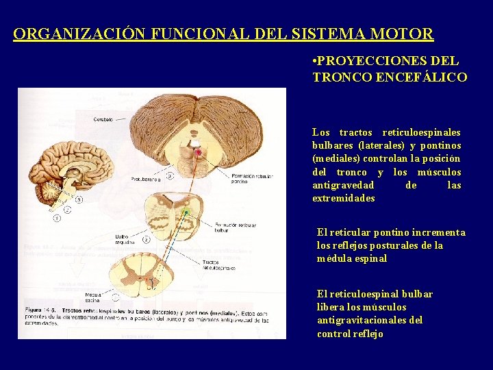 ORGANIZACIÓN FUNCIONAL DEL SISTEMA MOTOR • PROYECCIONES DEL TRONCO ENCEFÁLICO Los tractos reticuloespinales bulbares ORGANIZACIÓN FUNCIONAL DEL SISTEMA MOTOR • PROYECCIONES DEL TRONCO ENCEFÁLICO Los tractos reticuloespinales bulbares