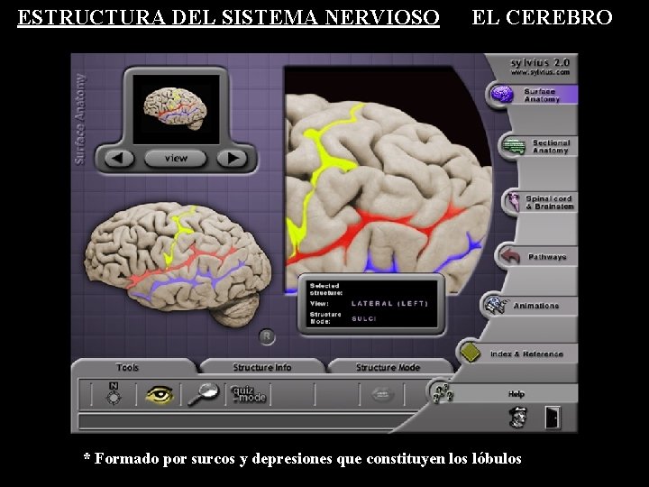 ESTRUCTURA DEL SISTEMA NERVIOSO EL CEREBRO * Formado por surcos y depresiones que constituyen ESTRUCTURA DEL SISTEMA NERVIOSO EL CEREBRO * Formado por surcos y depresiones que constituyen