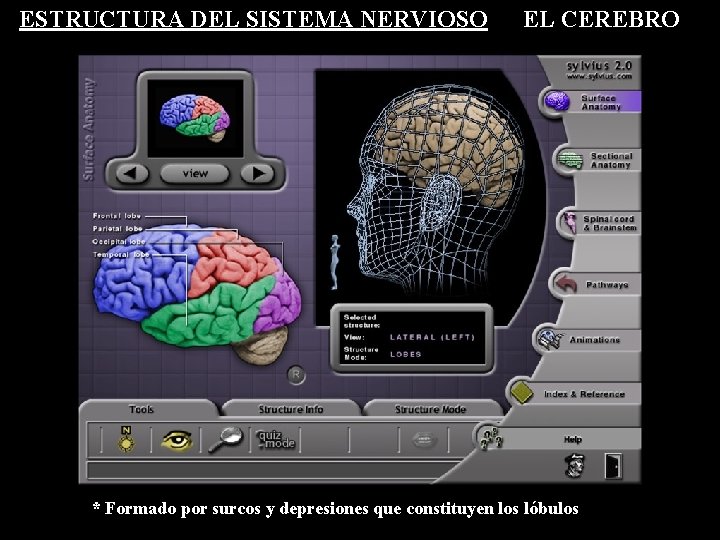 ESTRUCTURA DEL SISTEMA NERVIOSO EL CEREBRO * Formado por surcos y depresiones que constituyen ESTRUCTURA DEL SISTEMA NERVIOSO EL CEREBRO * Formado por surcos y depresiones que constituyen