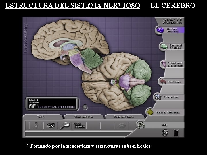 ESTRUCTURA DEL SISTEMA NERVIOSO * Formado por la neocorteza y estructuras subcorticales EL CEREBRO ESTRUCTURA DEL SISTEMA NERVIOSO * Formado por la neocorteza y estructuras subcorticales EL CEREBRO