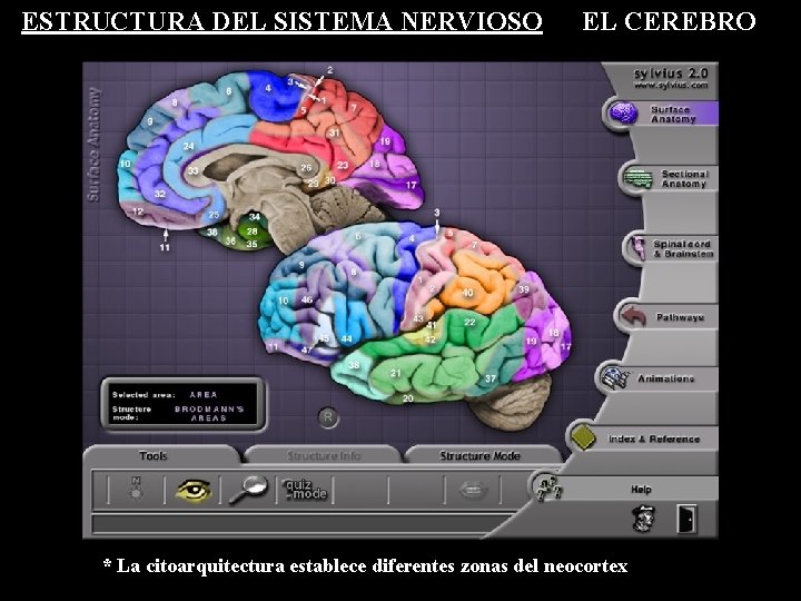 ESTRUCTURA DEL SISTEMA NERVIOSO EL CEREBRO * La citoarquitectura establece diferentes zonas del neocortex ESTRUCTURA DEL SISTEMA NERVIOSO EL CEREBRO * La citoarquitectura establece diferentes zonas del neocortex