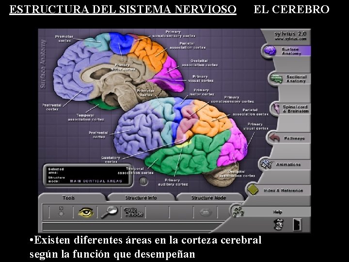 ESTRUCTURA DEL SISTEMA NERVIOSO EL CEREBRO • Existen diferentes áreas en la corteza cerebral ESTRUCTURA DEL SISTEMA NERVIOSO EL CEREBRO • Existen diferentes áreas en la corteza cerebral