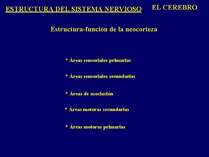 ESTRUCTURA DEL SISTEMA NERVIOSO EL CEREBRO Estructura-función de la neocorteza * Áreas sensoriales primarias ESTRUCTURA DEL SISTEMA NERVIOSO EL CEREBRO Estructura-función de la neocorteza * Áreas sensoriales primarias