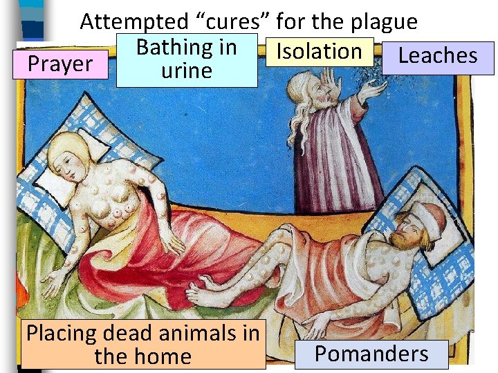 Attempted “cures” for the plague Bathing in Isolation Leaches Prayer urine Placing dead animals Attempted “cures” for the plague Bathing in Isolation Leaches Prayer urine Placing dead animals