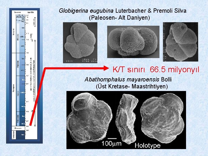 Globigerina eugubina Luterbacher & Premoli Silva (Paleosen- Alt Daniyen) K/T sınırı 66. 5 milyonyıl