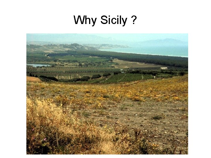 Why Sicily ? 
