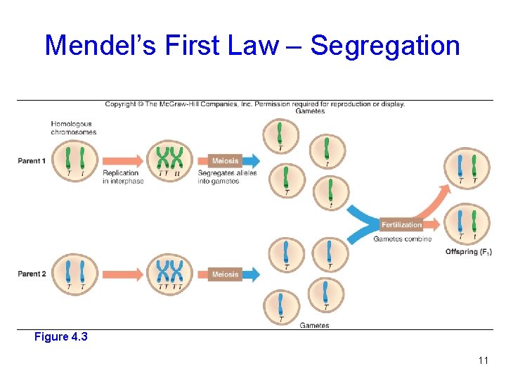 Mendel’s First Law – Segregation Figure 4. 3 11 