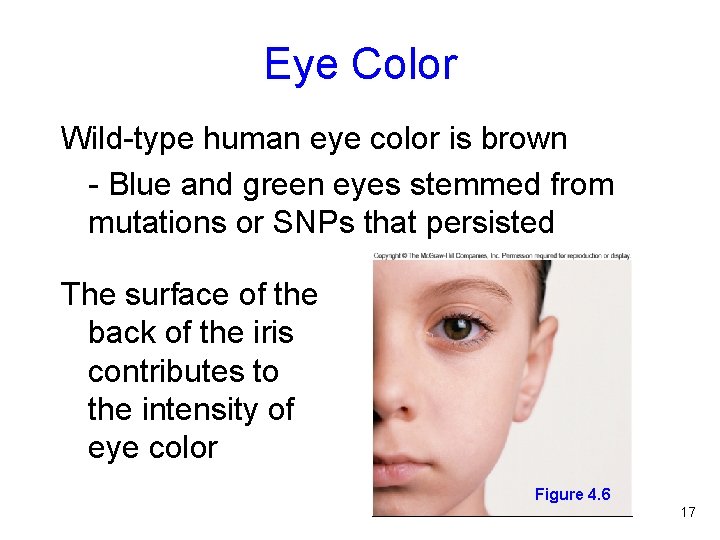 Eye Color Wild-type human eye color is brown - Blue and green eyes stemmed