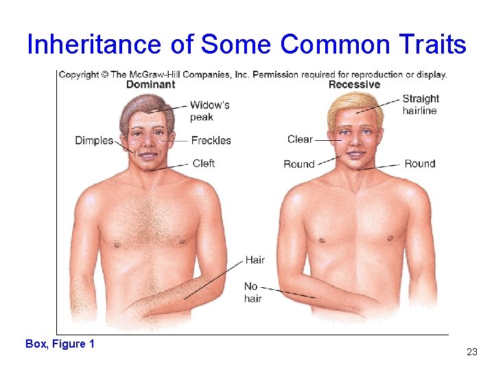 Inheritance of Some Common Traits Box, Figure 1 Reading 4. 1, Figure 1 23