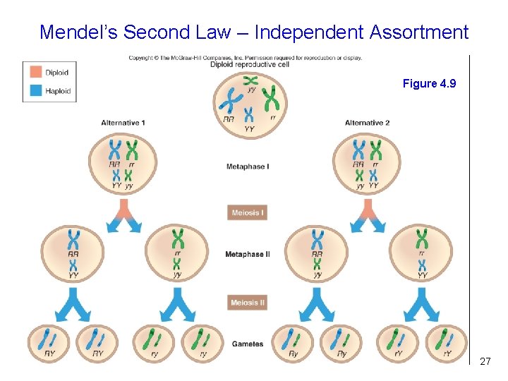 Mendel’s Second Law – Independent Assortment Figure 4. 9 27 