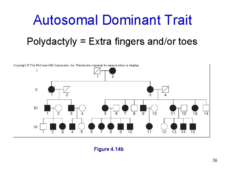 Autosomal Dominant Trait Polydactyly = Extra fingers and/or toes Figure 4. 14 b 36