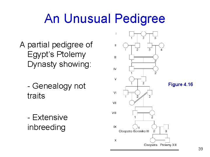 An Unusual Pedigree A partial pedigree of Egypt’s Ptolemy Dynasty showing: - Genealogy not